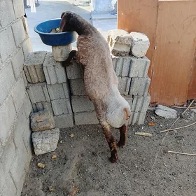 gurat mal işşek