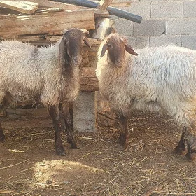 Goýun Işşek