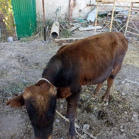 Ökiz