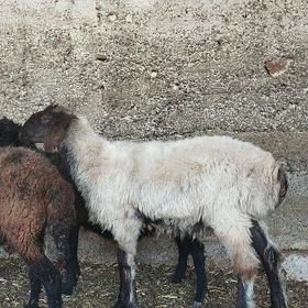 işşek tokly