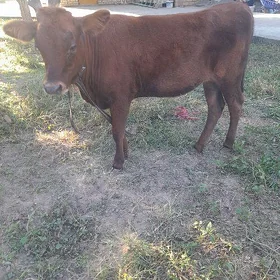Göle