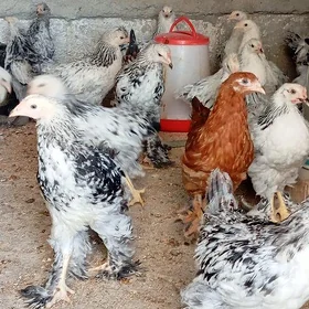 Balgar juje
