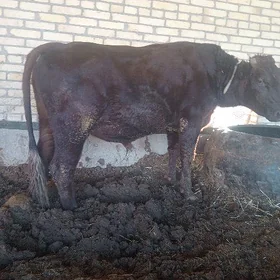 Баклык окузлер