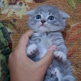 котёнок