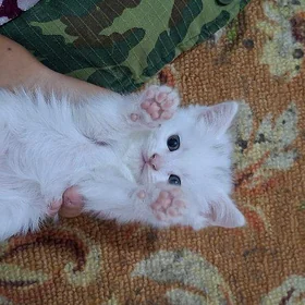 котёнок