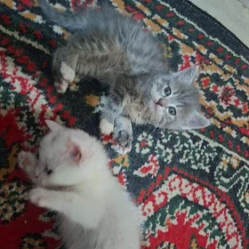 котёнок