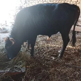 Ökûz