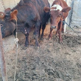 Öküz göle