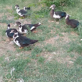 inawutga ordek