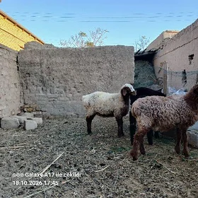 Türkmen Tokly 6 ay Bolan