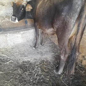 göleli sygyr