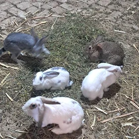 Бабочка 🦋 парода. товшан