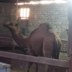 ogsuklar