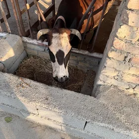 Göleli Sygyr