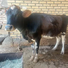 Bakylan sygyr