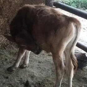 okuzce