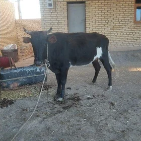Bogaz sygyr