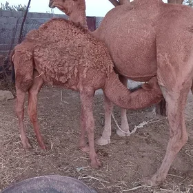 torumly düÿe
