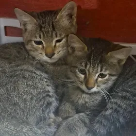 Pişik