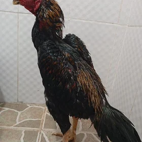 horaz