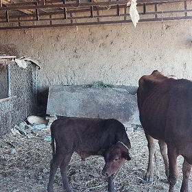 okuz we goleli sygyr