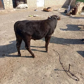 Öküz