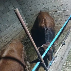 Tüwe