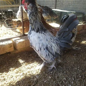 karlık horaz