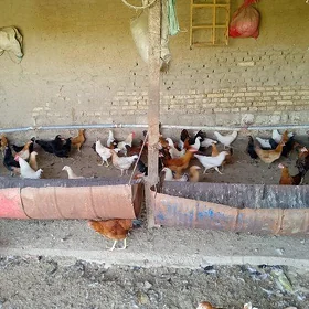Towuk yumurtga berip duran