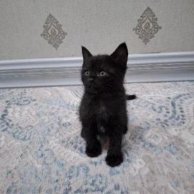 pişik котенок