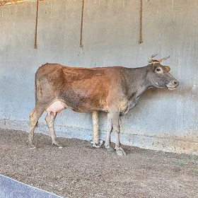 göleli