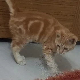 котёнок
