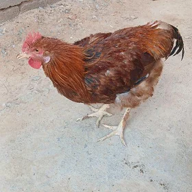 Horzlar 
Horazlar 6 aýlyk