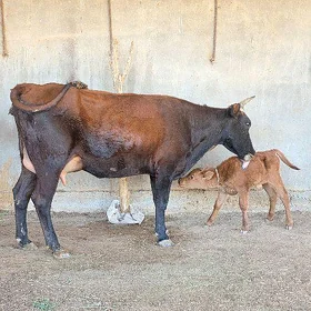 göleli