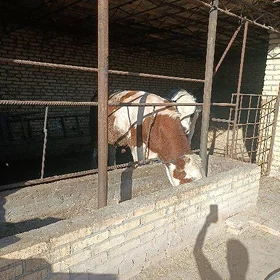 Simmental