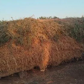 Arassa yorunja