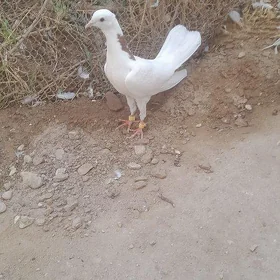 kepderi