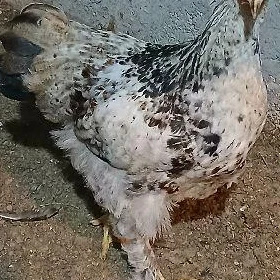 Towuk☎️🐔☎️