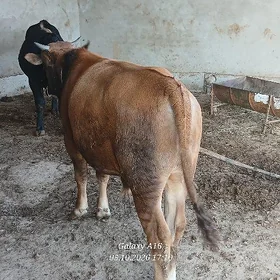 öküz