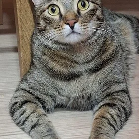 Pişik yitdi Пропал кот