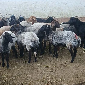 Гаракол гоюнлар