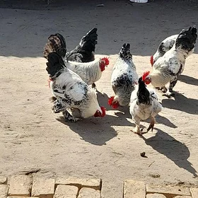 Gigant harazlar