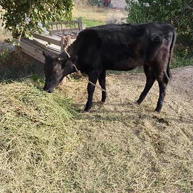 gara sygyr