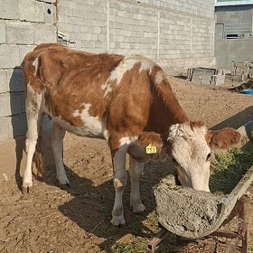 SİMMENTAL BOGAZ SYGYRLAR