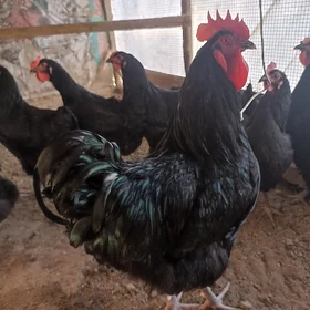 gigant towuk ýumurtga гигант