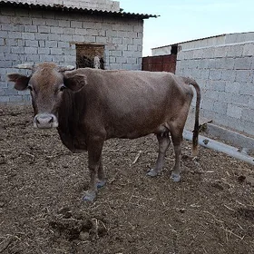 sygyr