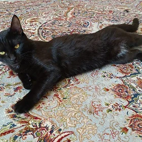 syamiski gara pişik