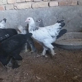 towuk juyje juje brama balgar