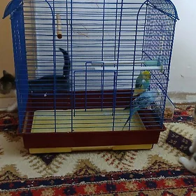 клетка