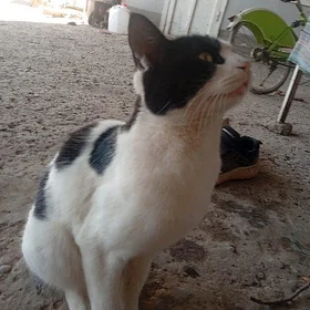 Pişik
